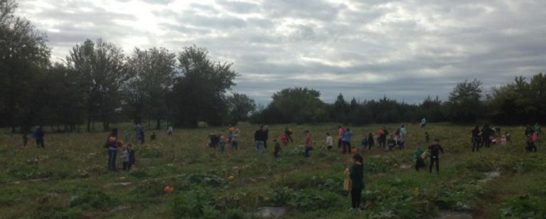 Rows of pumpkins with students picking them.