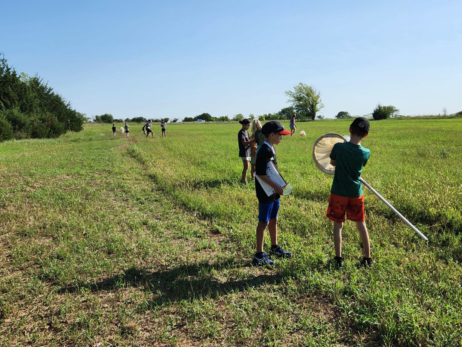 Students at the farm sweeping insects with canvas nets.