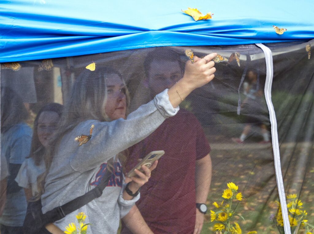 A woman in a mesh tent reaches toward a monarch butterfly to entice it onto her finger.