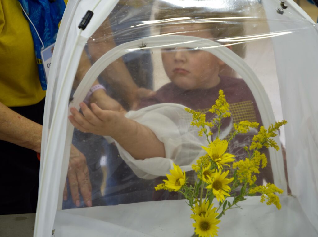 A child pets a male, stinger-less bumblebee in a mesh tent with cut native flowers.