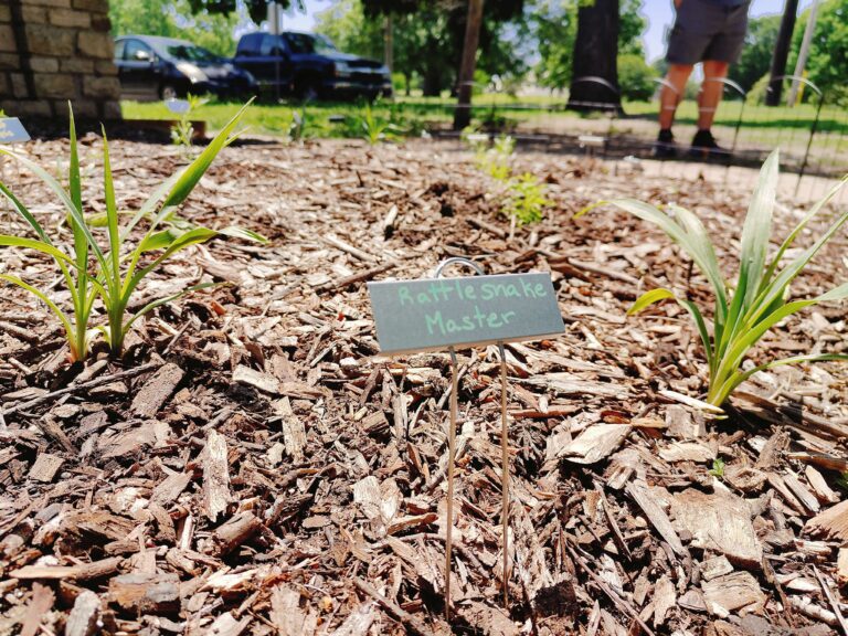 A tiny sign next to little spring garden plants reads "Rattlesnake Master"