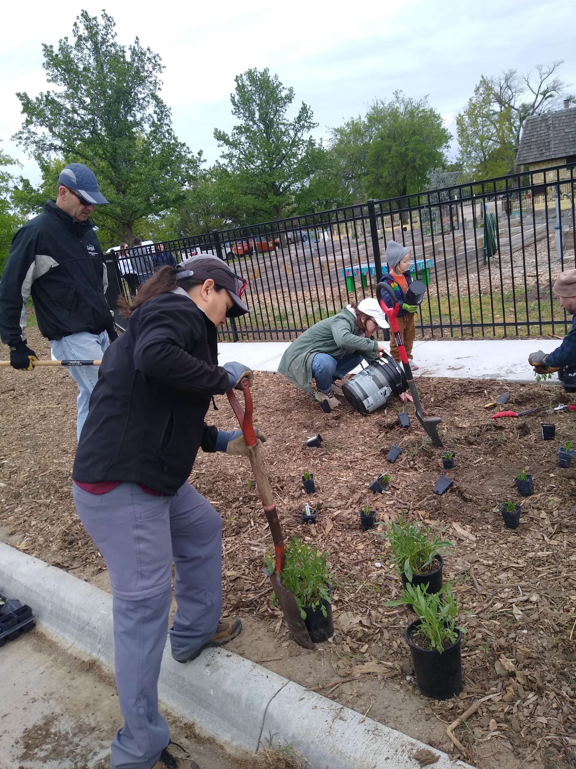 Volunteers dig holes for the assortment of plants set out in a freshly mulched, curbside garden patch.