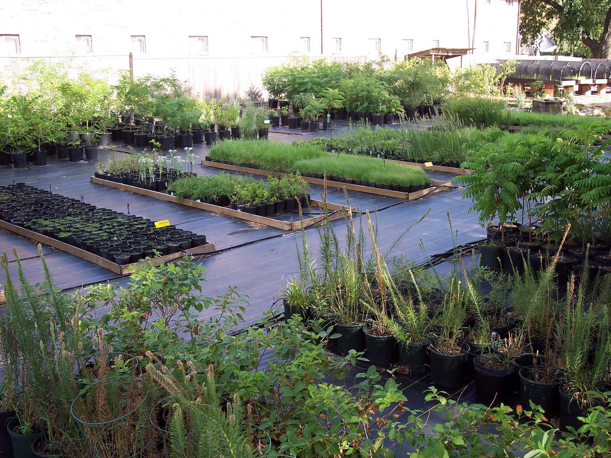 Prairie Pride Native Plants