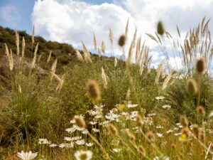 Daisy-like wildflowers and tall feathery pampas grass decorate a hill.