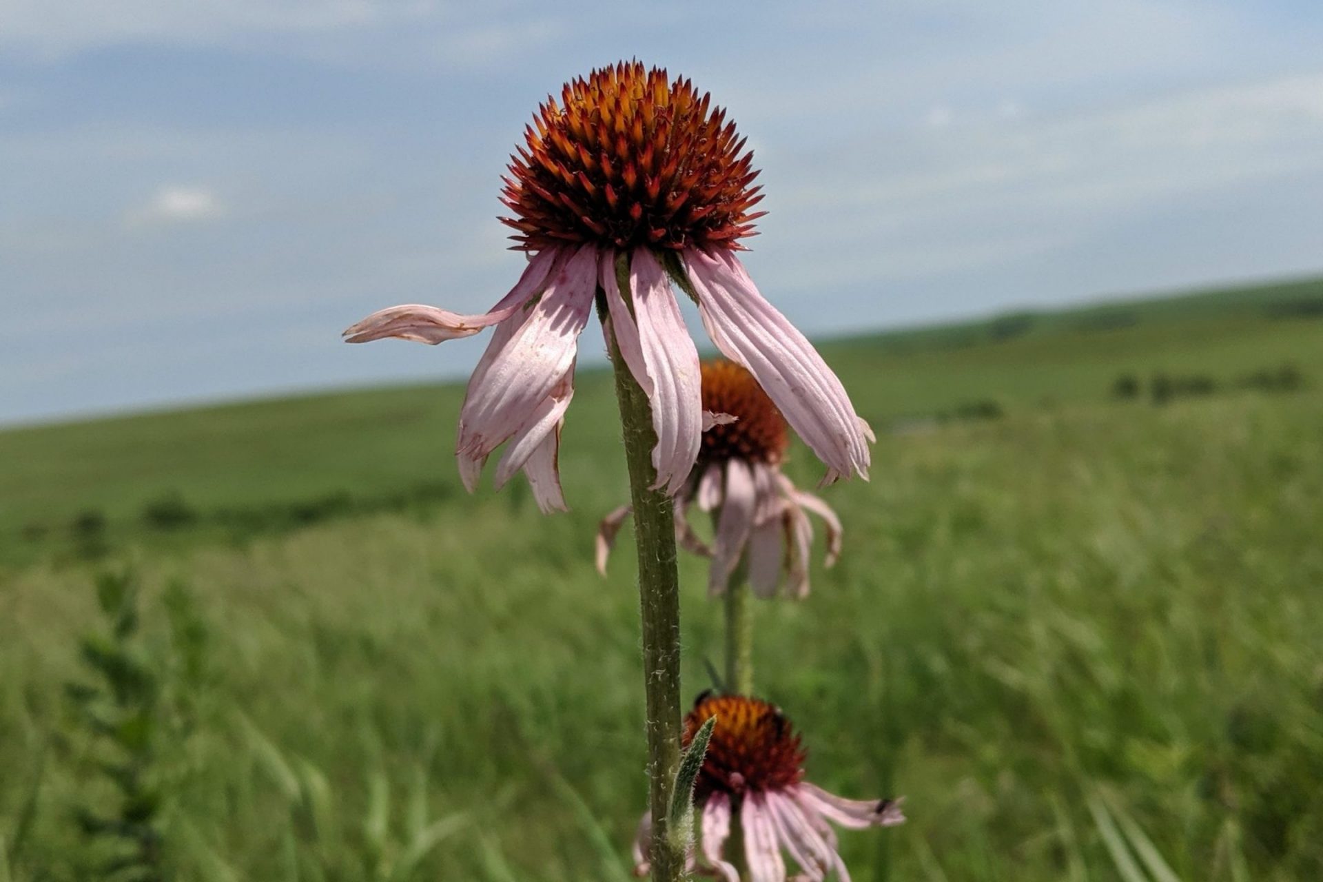 Coneflower on Tallgrass Prairie prairie coneflower on tallgrass prairie national preserve