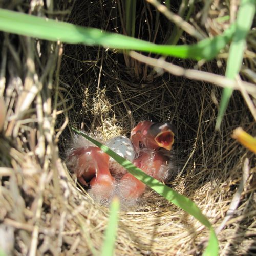 tiny blind and pink baby birds in a grassy nest with one unhatched egg and little tufts of fluff