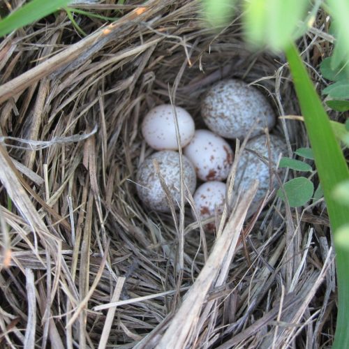 a bird nest woven with grass with six eggs inside, 3 of them are bigger with more speckles