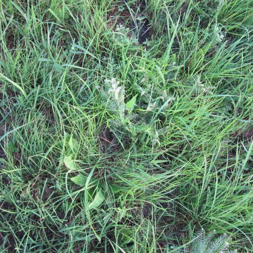 11RMR14 nest a picture of prairie grass from above, with a nest barely visible under one of the plants