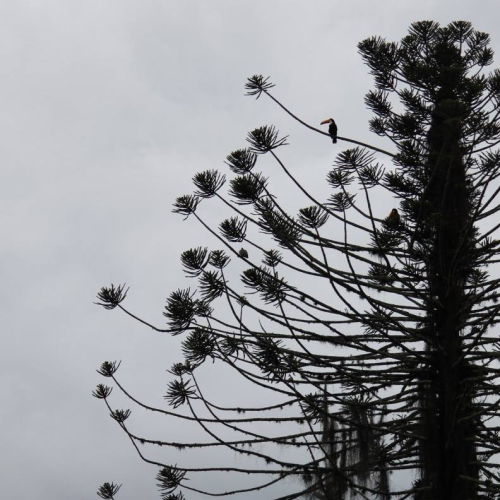 Photo by Nicole Brown