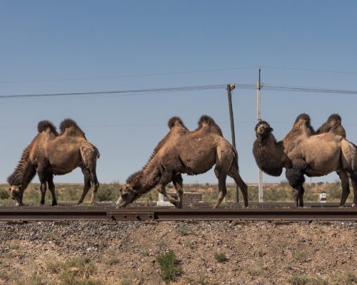 three two-humped camels browsing on a railroad track