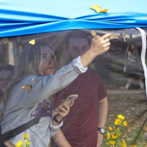 A woman in a mesh tent reaches toward a monarch butterfly to entice it onto her finger.