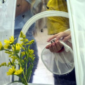 Holding a male (stingerless) bumblebees.