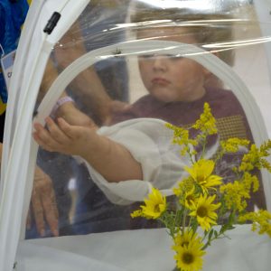 A child pets a male, stinger-less bumblebee in a mesh tent with cut native flowers.