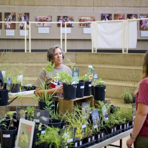 A volunteer talks to a bee fest guest from behind a table full of native plants for sale.