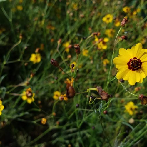 Small, yellow coreopsis flowers with dark brown centers and thin, dark green stems and leaves.