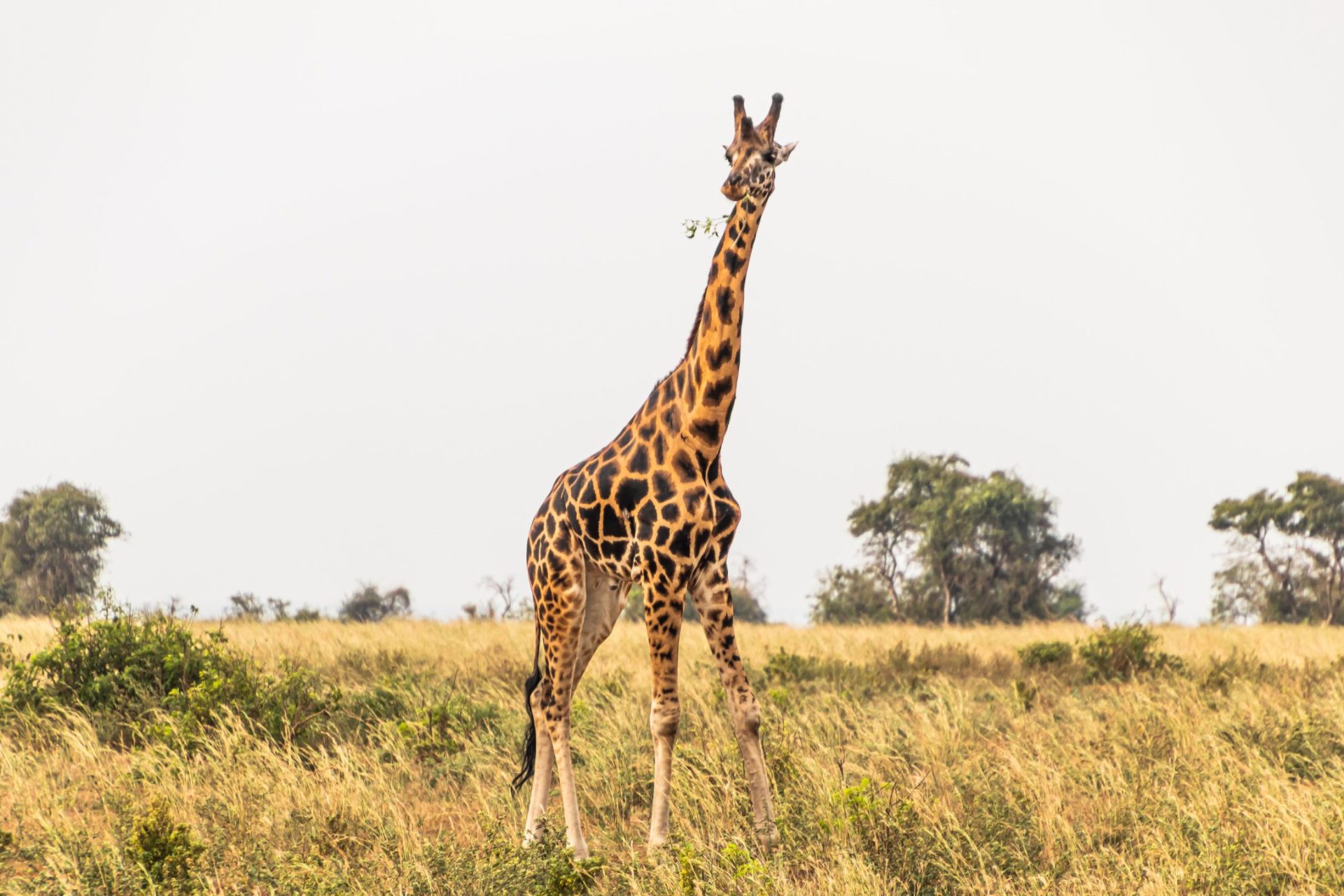 giraffe in a uganda savanna