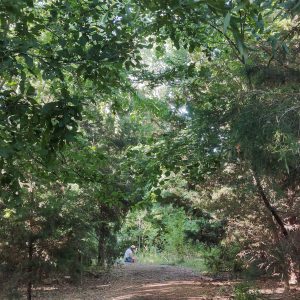 nature journaling 5 nature journaling 5
